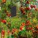 Defenders Tomato Leaf Miner Pheromone Trap - Twinpack 001545