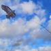 The Big Cheese Hawk Kite Bird Scarer 4M Mounting Pole 003806