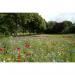 Empathy Mini Meadow Seed 3m Coverage 007260