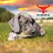 Buffalo Ears Dog Treat 10 Pack 027508
