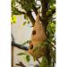 Fixtures Coir Double Bird Nest Great Garden Feature Organice and Eco Friendly 028480
