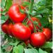 Vitax Liquid Tomato Feed 2 Litre 036400