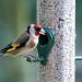 Johnston and Jeff Sunflower Hearts Bird Food Tub 1 x 10L 065821