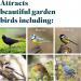 RSPB - Fat Balls for Wild Birds High Energy Suet Balls Made in the UK 1 x 50 Box 069328