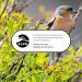 RSPB - Fat Balls for Wild Birds High Energy Suet Balls Made in the UK 1 x 50 Box 069328