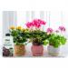 Empathy After Plant Basket and Patio Liquid Seaweed Feed 1 Litre Concentrate 074492