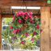 Fixtures 12” Wire Hanging Basket 074864