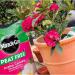 Miracle-Gro Peat Free Azalea Camellia Rhododendron Ericaceous Potting Compost 10L Bag 096933
