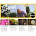 Miracle-Gro Peat Free Azalea Camellia Rhododendron Ericaceous Potting Compost 10L Bag 096933