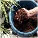 Miracle-Gro Peat-Free Premium Mediterranean & Citrus Plant Compost, 10L 096941