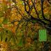 Defenders Horse Chestnut Leaf Miner Pheromone Trap - Twinpack, Refillable 108597