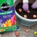 Miracle-Gro 119785 Premium Bulb Fibre Compost, Peat Free, 20 Litre Bag, (New 2025 Range), Purple 110916