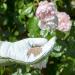 Rose & Shrub Plant Food 750g Pouch. 114207