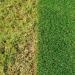 Miracle-Gro Healthy Lawn Food Green in a Week 80m2 118422