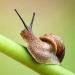 Doff Green Fingers Bio Barrier Slug & Snail Pellets 1 Kg 124529