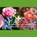 Miracle Gro Nourish & Protect Rose Shrub Plant Food Refill 24ml 127803