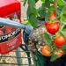 Levington Tomorite Organic Liquid Tomato Feed, Concentrate, 1L 127985