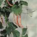 Apollo Pea And Bean Net With 153mm Mesh 10m x 2m 149013