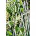 Apollo Pea And Bean Net With 153mm Mesh 10m x 2m 149013