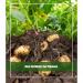 Vitax Organic Potato Fertiliser 1kg 486944