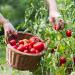 Doff Tomato Ready Mixed Liquid Pour and Feed Plant Food 3 Litre 528307