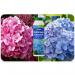 Vitax Hydrangea Colourant Changes Pink To Blue 500g 566646
