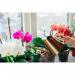 Vitax Orchid Bloom Feed 500ml 586248