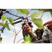 In the photograph, there are several small aluminium vine hogrings arranged neatly in a row, with the label ACCO Brands Tools Rapid C50 displayed prominently on the packaging. The hogrings have a sleek and modern design, and are intended for use in various types of gardening and landscaping projects. They are small and lightweight, making them easy to handle and maneuver. Overall, the photograph captures the high quality and functionality of these ACCO Brands Tools Rapid C50 Vine Hogrings.