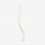 Bisley Cable Spine for Sit Stand Desk – Single 