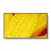 Sharp MultiSync M651-2 65 Inch 3840 x 2160 Pixels 4K Ultra HD VA Panel HDMI DisplayPort Large Format Display 8SH10442948
