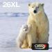 Epson 26XL Polar Bear Ink Cartridge Multipack 12ml 3 x 10ml Pack of 4 - C13T26364511 EPT26364511