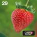 Epson 29 Stawberry Black Cyan Magenta Yellow Standard Capacity Ink Cartridge Multipack 5.3ml + 3 x 3.2ml (Pack 4) - C13T29864511 EPT29864511