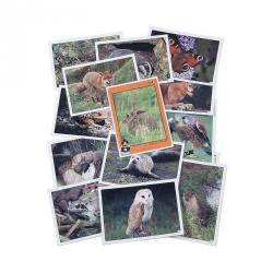 Cheap Stationery Supply of Wildlife In Britain Photopack Office Statationery
