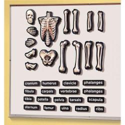Cheap Stationery Supply of Magnetic Skeleton Office Statationery