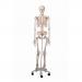 Full Size Plastic Skeleton with Stand