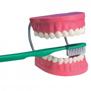 Image of Dental Care Model