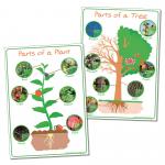Parts Of Plant And Tree Poster
