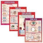 Laminated Body Organs Posters