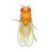 Drosophila Yellow Body Small Culture