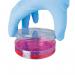 Shield Powder-Free Nitrile Gloves Small Blue (100 Pack) GD19 HEA00972