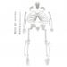 Disarticulated Human Skeleton - Life Siz