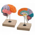 Model Lobes of Brain