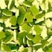 Haribo Terrific Turtles Sweets Bag 3kg NWT1598