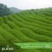 Pukka Tea Clean Matcha Green Envelopes 20s NWT3049