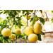 Vitax 200g Citrus Feed for Summer Tub - PACK (12) NWT5196P