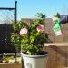 Ecofective Rose Defender RTU 1 Litre NWT6034