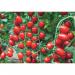 Ecofective Gardening Organic Tomato Feed Concentrate 1.5 Litre NWT6036