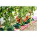 Ecofective Organic Tomato Feed Concentrate 1.5 Litre - PACK (6) NWT6036P