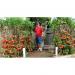 Vitax Liquid Tomato Feed 2 Litre NWT6047