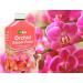 Vitax Orchid Bloom Feed 500ml NWT6048